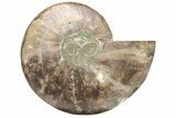 Cut & Polished Ammonite Fossil (Half) - Crystal Pockets #233655-1